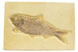 Detailed Fossil Fish (Knightia) - Wyoming #373697-1